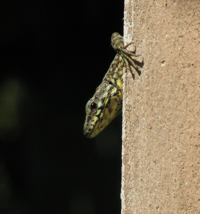 giovane Podarcis muralis